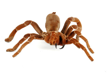 King Baboon Tarantula