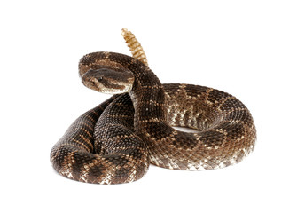 Southern Pacific Rattlesnake