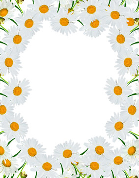 round frame of flowers daisies