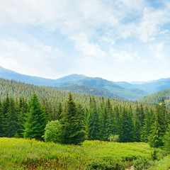 Beautiful pine trees on background high mountains.