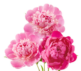 Peony bunch isolated on white background