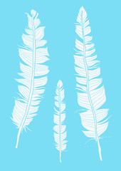 Hand drawn feathers on blue background