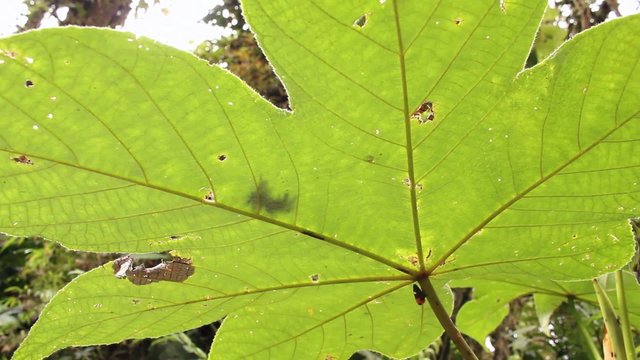 Leaf Hopper on the stem of an understory plant, Ecuador