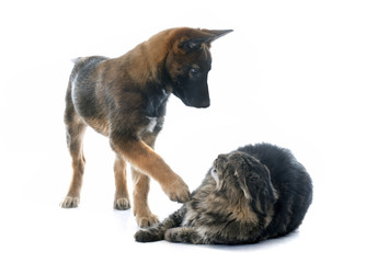 puppy malinois and maine coon