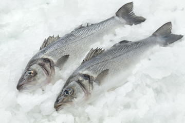 Seabasses on ice