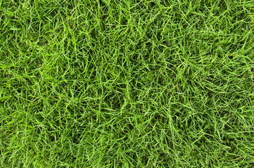 Green Grass Texture