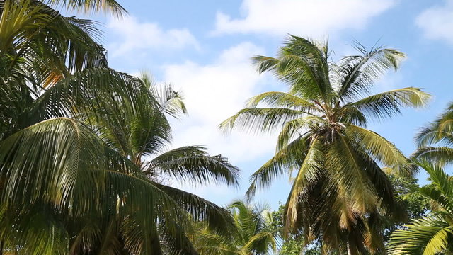 Palm trees waving on soft wind over blue sky with clouds. Natura