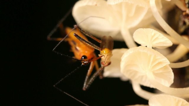 Assassin bug feeding on a fruit fly on a fungus covered trunk