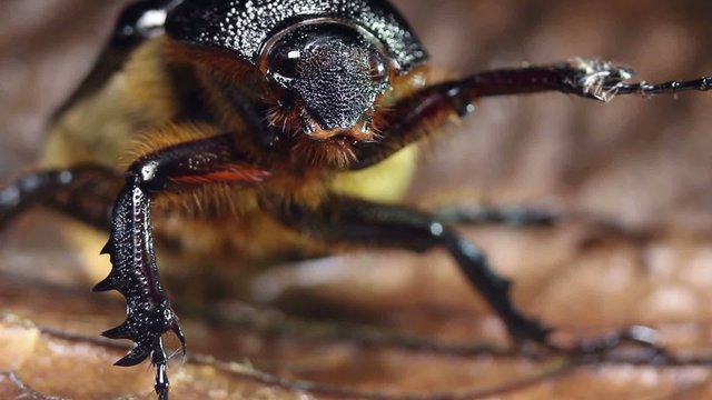 Female rhinoceros beetle, Ecuador