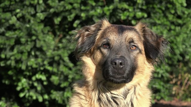 Kopf vom braunen Hund