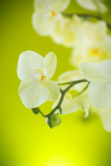 Naklejka na ściany i meble Beautiful white phalaenopsis flowers