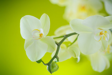 Beautiful white phalaenopsis flowers