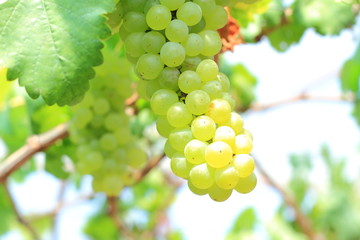 Green grapes on vine