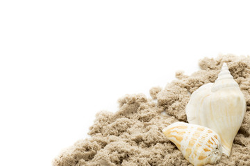 Scallop isolated on the white background.