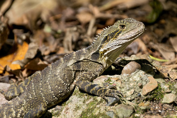 Australian water dragon