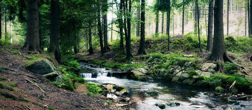 Forest Stream