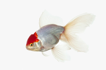 Fish. White Oranda Goldfish with red head on white background