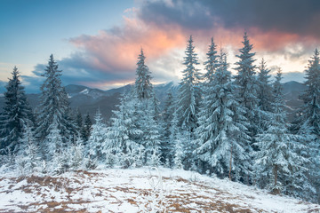 Christmas background with snowy fir trees