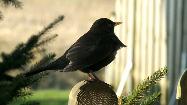 Amsel