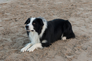 Border Collie