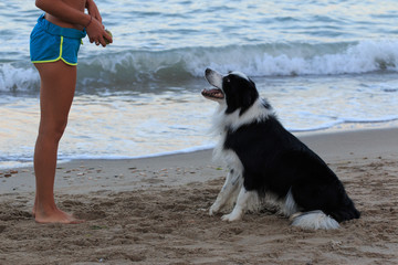 Border Collie