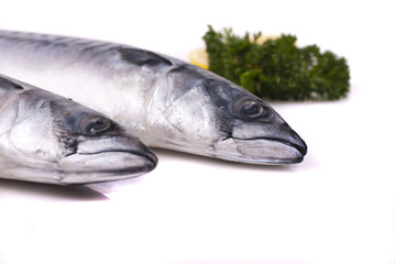 Mackerel © blistwan