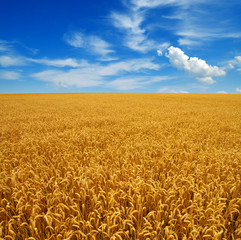 Field of wheat