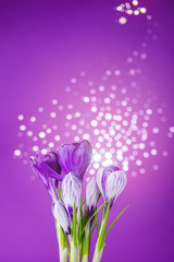 Purple crocus flowers