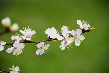 Apricot tree flower
