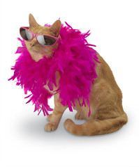 Ginger Cat with feather boa (and shadow)