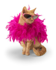Ginger Cat with feather boa (and shadow)