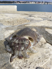 Cuttlefish caught on the coast and alive returned to the sea