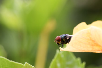 Fly on the hibiscus petals