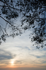 pine branches against the sky