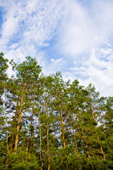 pine branches against the sky
