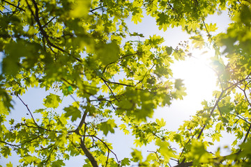 sky and foliage
