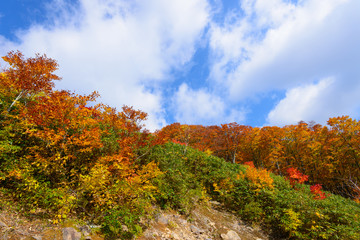 Obraz premium Autumn foliage in Mt.Hakkoda, Aomori, Japan