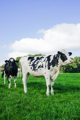 Holstein-Friesian Milchkühe auf einer Sommerwiese