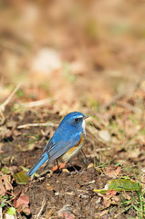 日本のルリビタキ