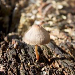 Fungo hypholoma