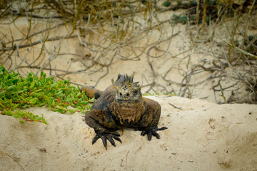 beautiful iguana resting in the beach santa cruz galapagos