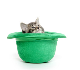 Cute tabby kitten in green hat