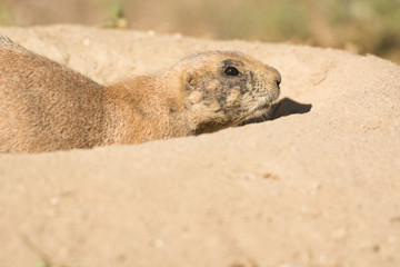 Fototapeta premium Black-tailed prairie dog