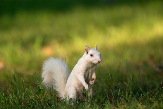 White squirrel in Olney