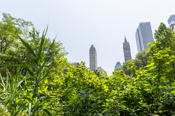 Fototapeta premium Central Park Manhattan New York US