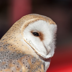 allocco