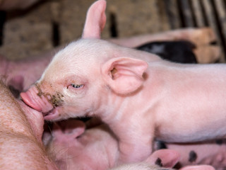 Adorable new born pig, baby pig