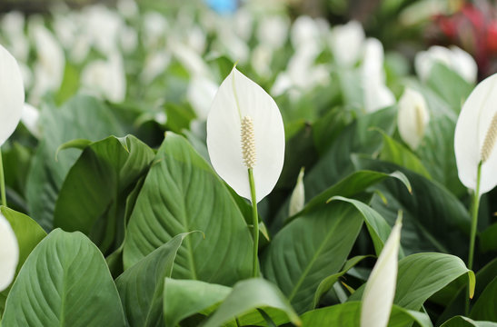 Fototapeta White anthurium andreanum flowers