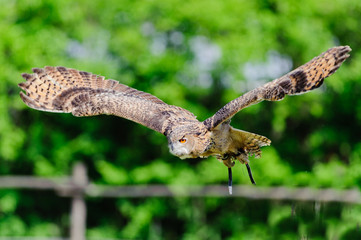 Rapace 3
