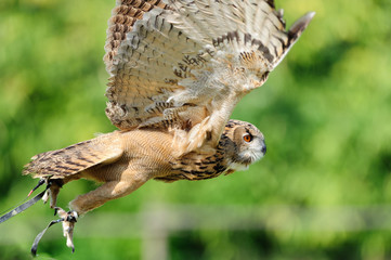 Rapace 4